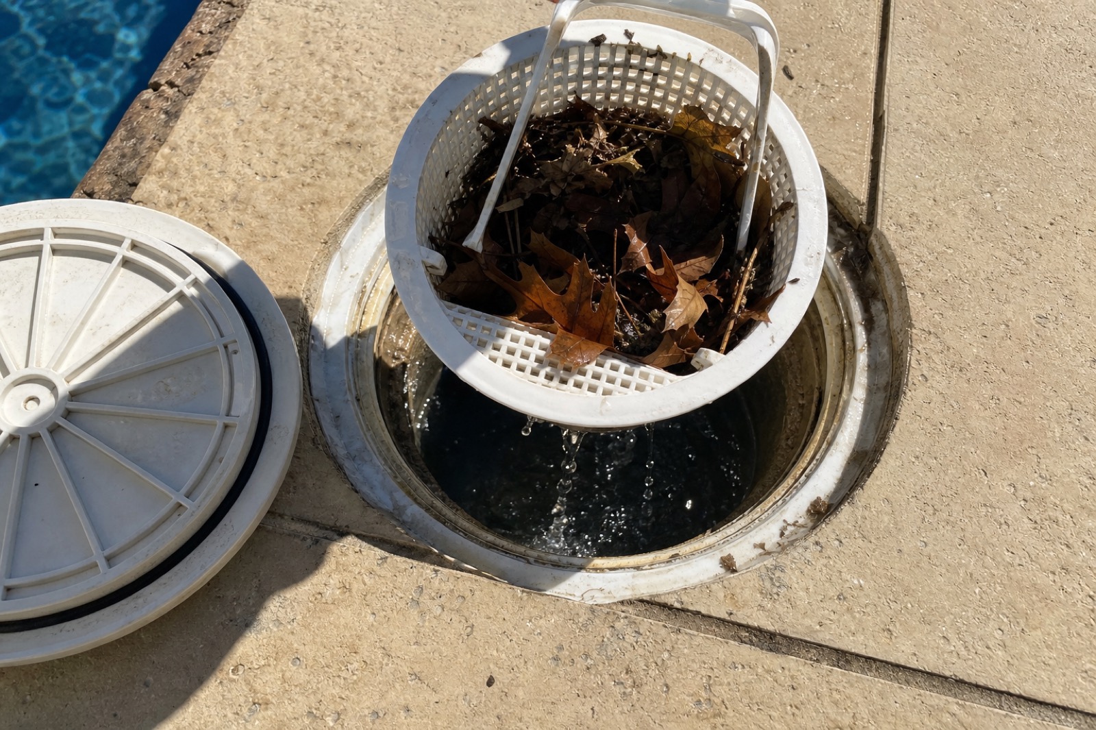 Skimmer basket lifted out of an in-ground pool skimmer well, full of oak leaves.